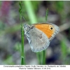 coenonympha pamphilus female1